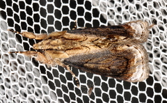 Zalissa catocalina