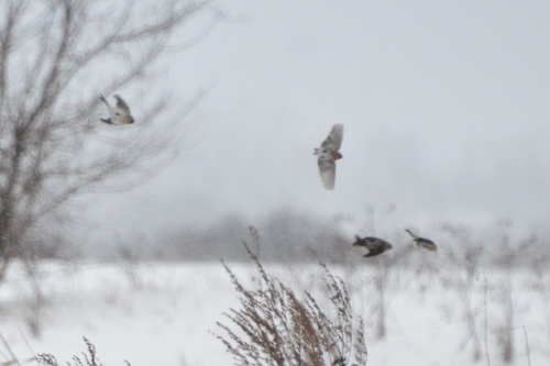 Redpoll (Acanthis flammea), photo 5
