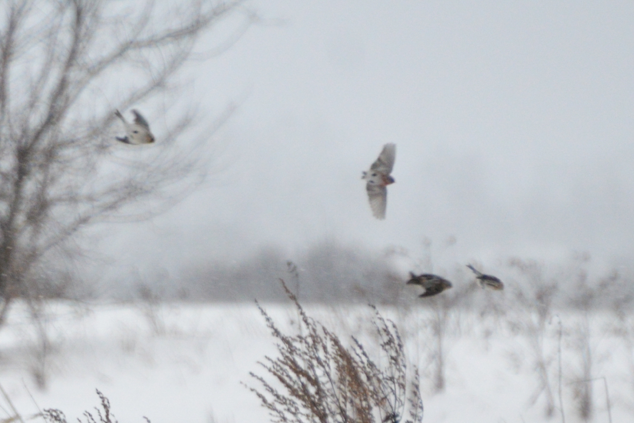 Redpoll (Acanthis flammea), photo 5
