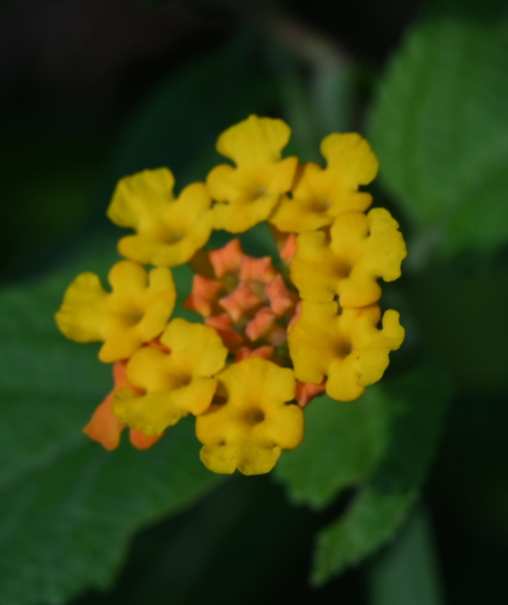 Imagem de lantana