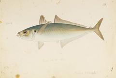 Japanese Scad photo 3