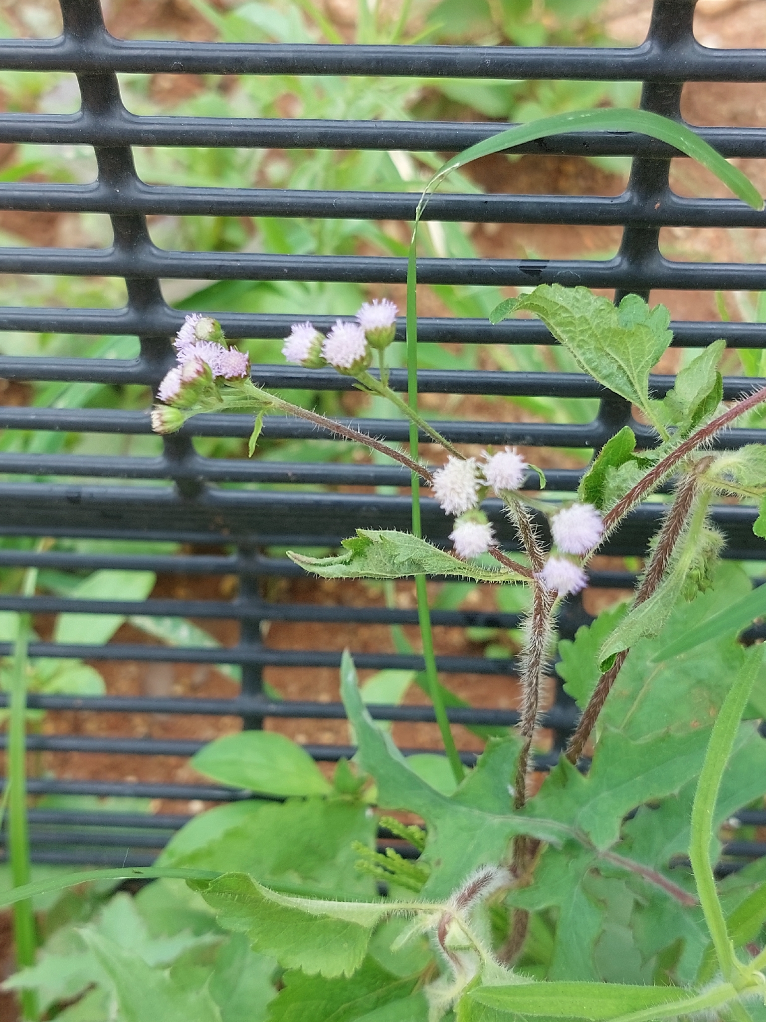 Billygoat weed