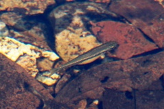 Australian Redtailed Rainbowfish photo 1