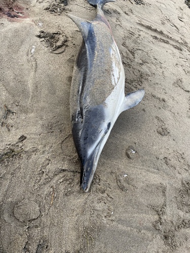 Delphinus delphis