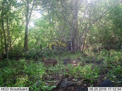 Sylvilagus cunicularius insolitus