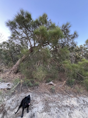 Allocasuarina fraseriana (Allocasuarina fraseriana)