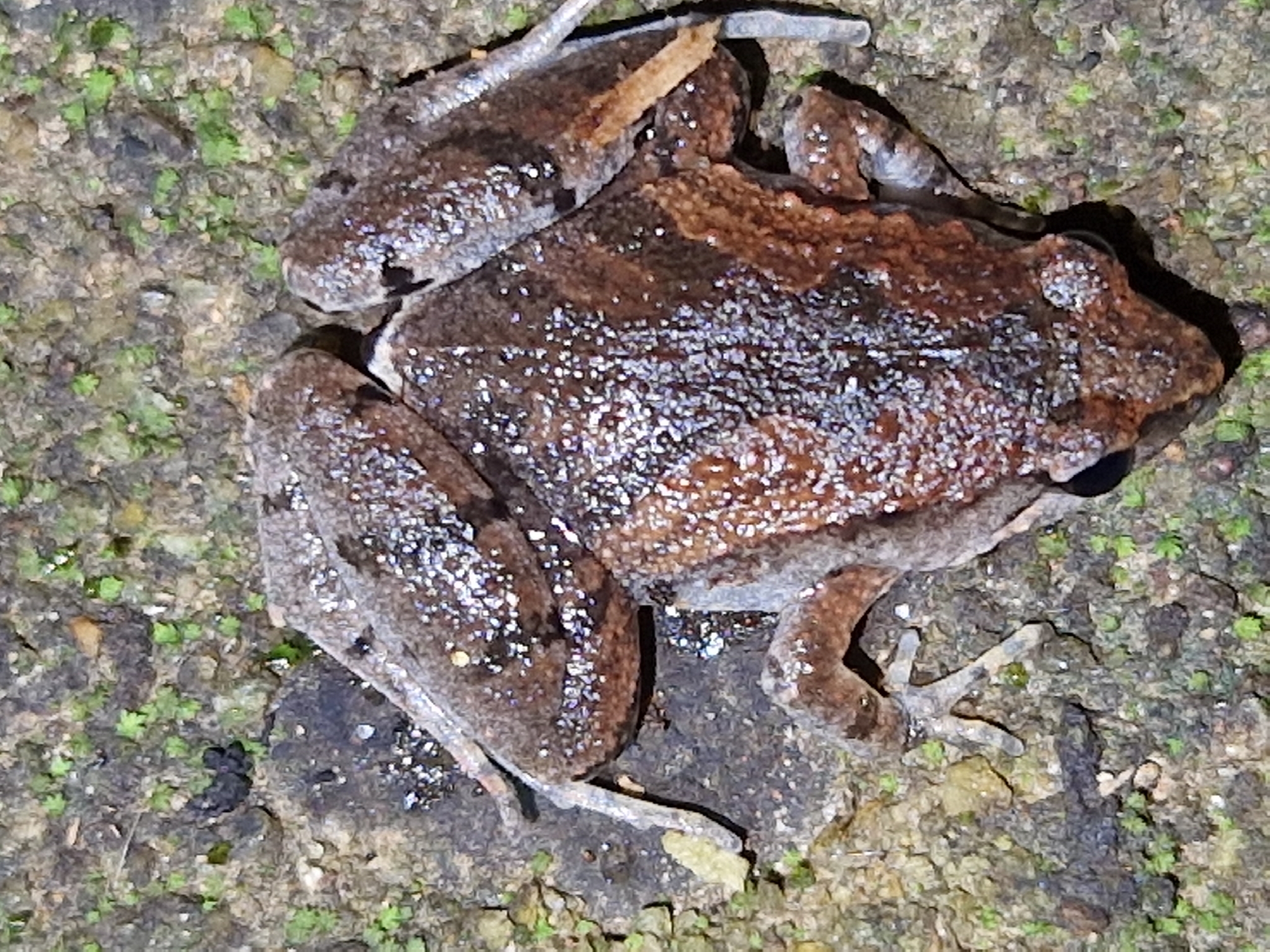 Mukhlesur's Narrow-Mouthed Frog photo 2