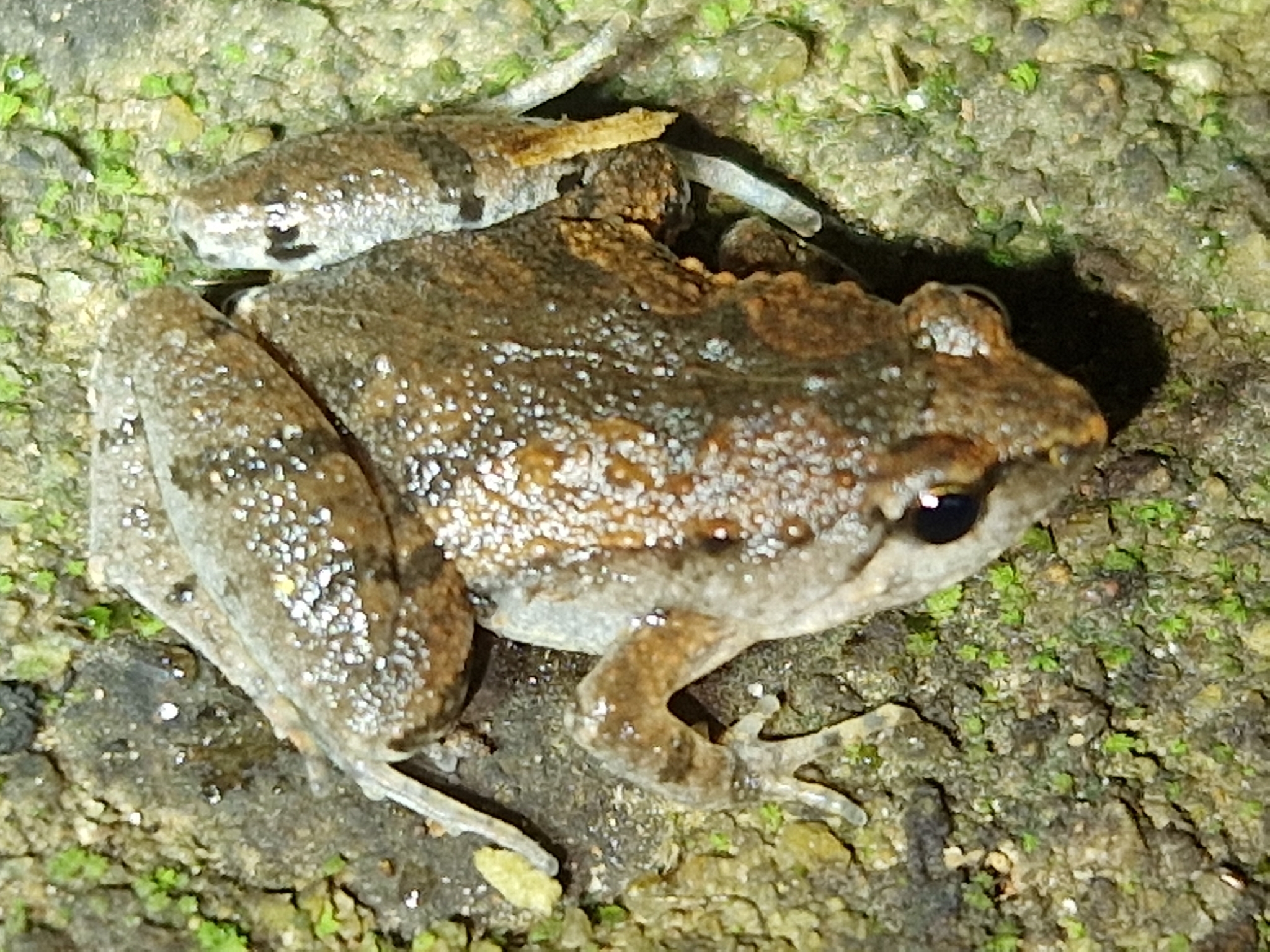 Mukhlesur's Narrow-Mouthed Frog photo 3