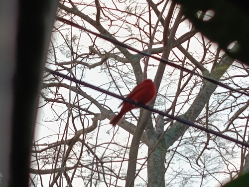 Summer Tanager (Piranga rubra), photo 3