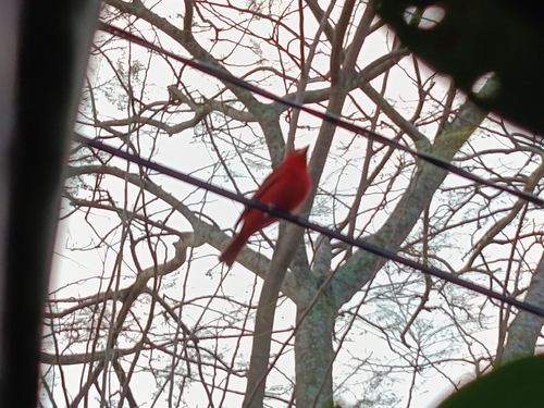 Summer Tanager (Piranga rubra), photo 4
