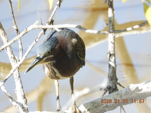 Green Heron (Butorides virescens), photo 5