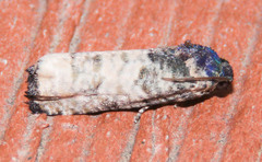Epiblema desertana