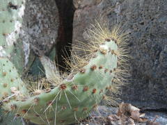 Opuntia helleri