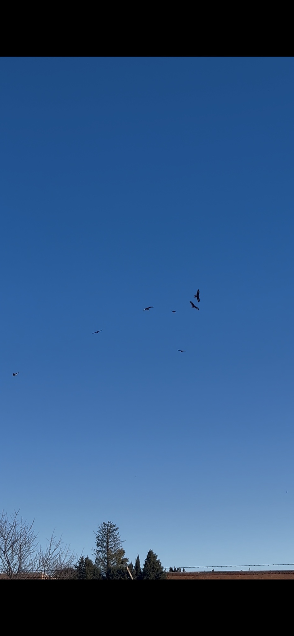 Milvus milvus (Linnaeus, 1758)