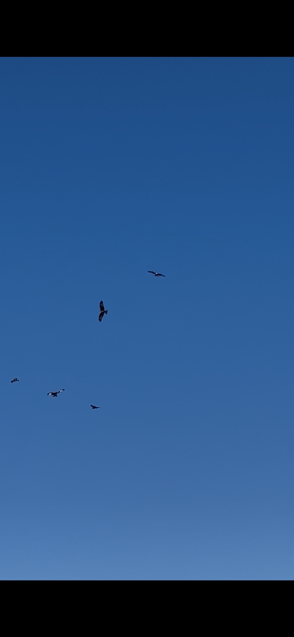 Milvus milvus (Linnaeus, 1758)