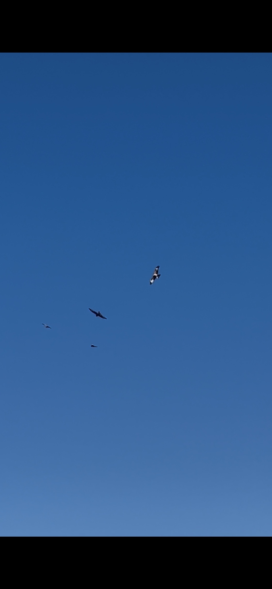 Milvus milvus (Linnaeus, 1758)