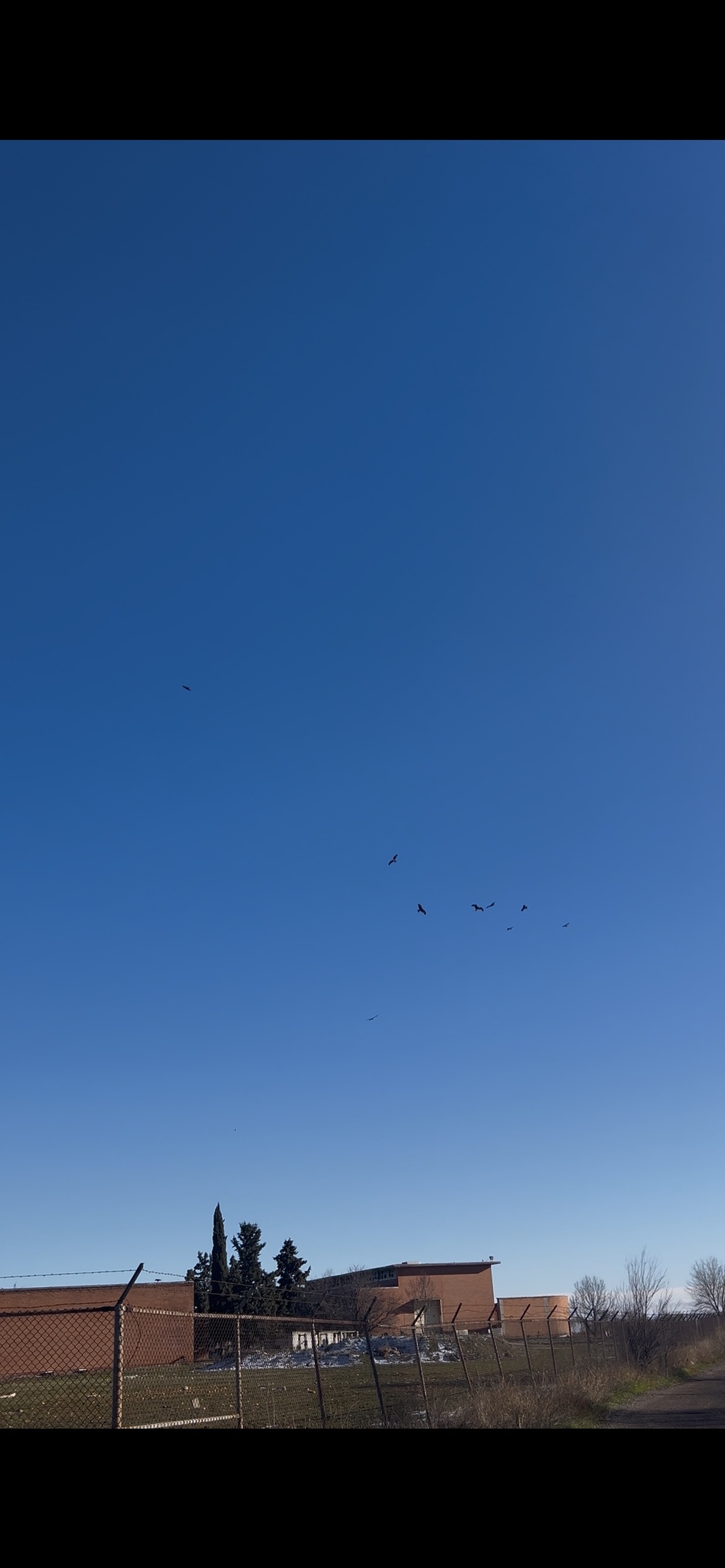 Milvus milvus (Linnaeus, 1758)
