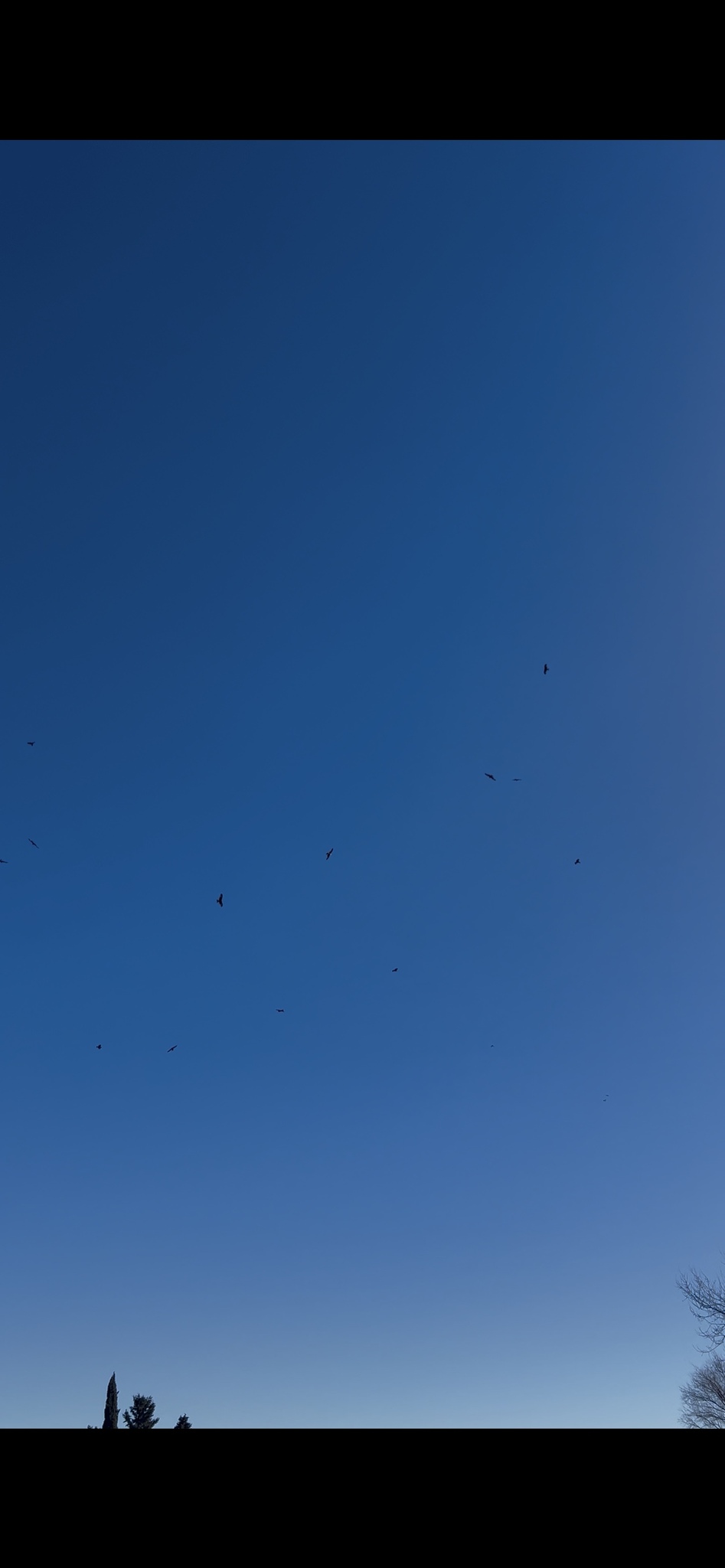 Milvus milvus (Linnaeus, 1758)