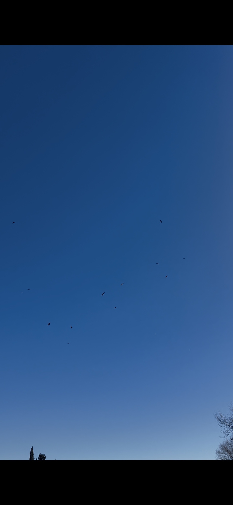 Milvus milvus (Linnaeus, 1758)