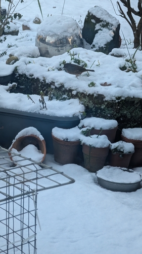 Dunnock (Prunella modularis), photo 1