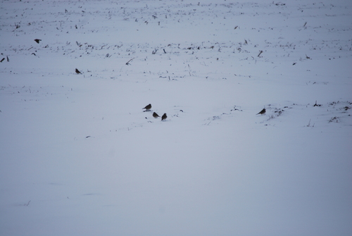 Horned Lark (Eremophila alpestris), photo 8