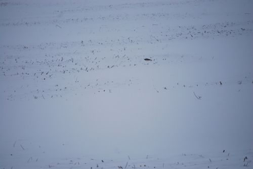 Horned Lark (Eremophila alpestris), photo 7