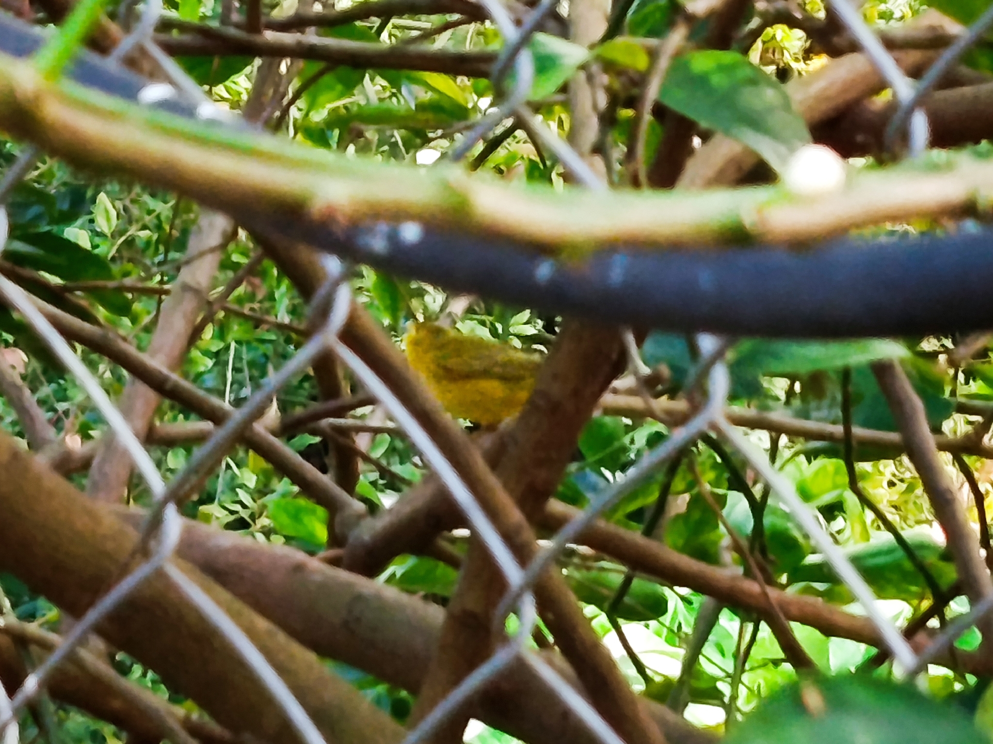 American Yellow Warbler (Setophaga aestiva), photo 5