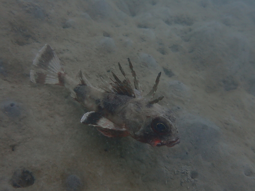 Cobbler perch (Neosebastes scorpaenoides) — Neosebastidae