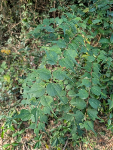 Celtis biondii (Celtis biondii)