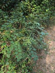 Celtis biondii, photograph (c) Mickey Wu, some rights reserved (CC BY)