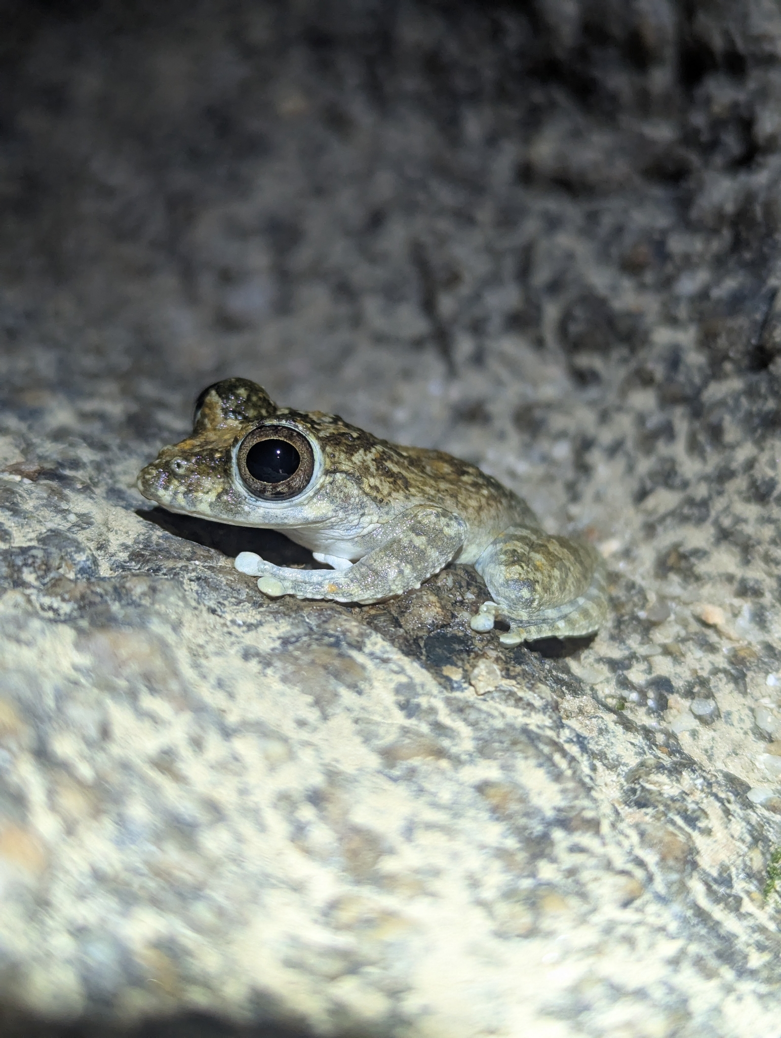 Buergeria oxycephala (Boulenger, 1900)