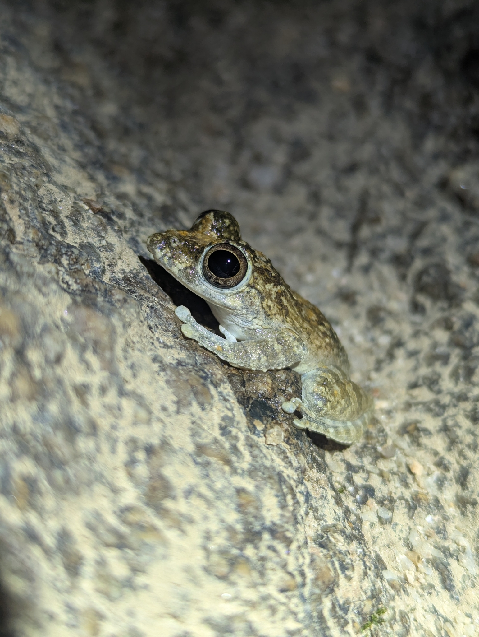 Buergeria oxycephala (Boulenger, 1900)