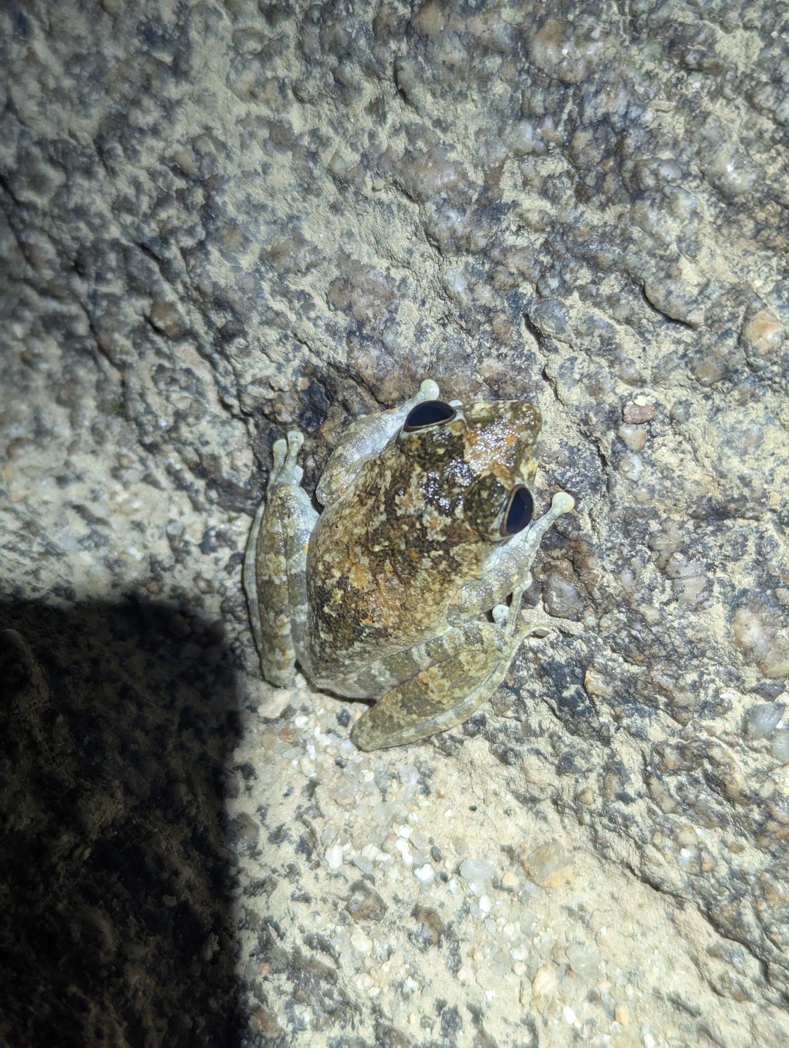 Buergeria oxycephala (Boulenger, 1900)