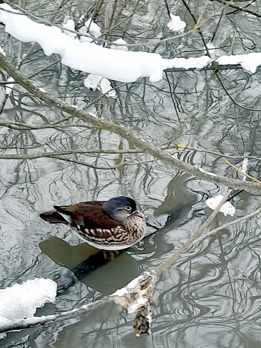 Mandarin Duck (Aix galericulata), photo 4