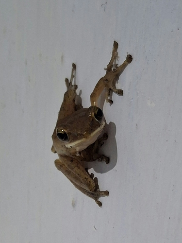 Polypedates leucomystax