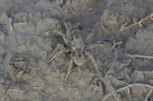 Lycosa singoriensis