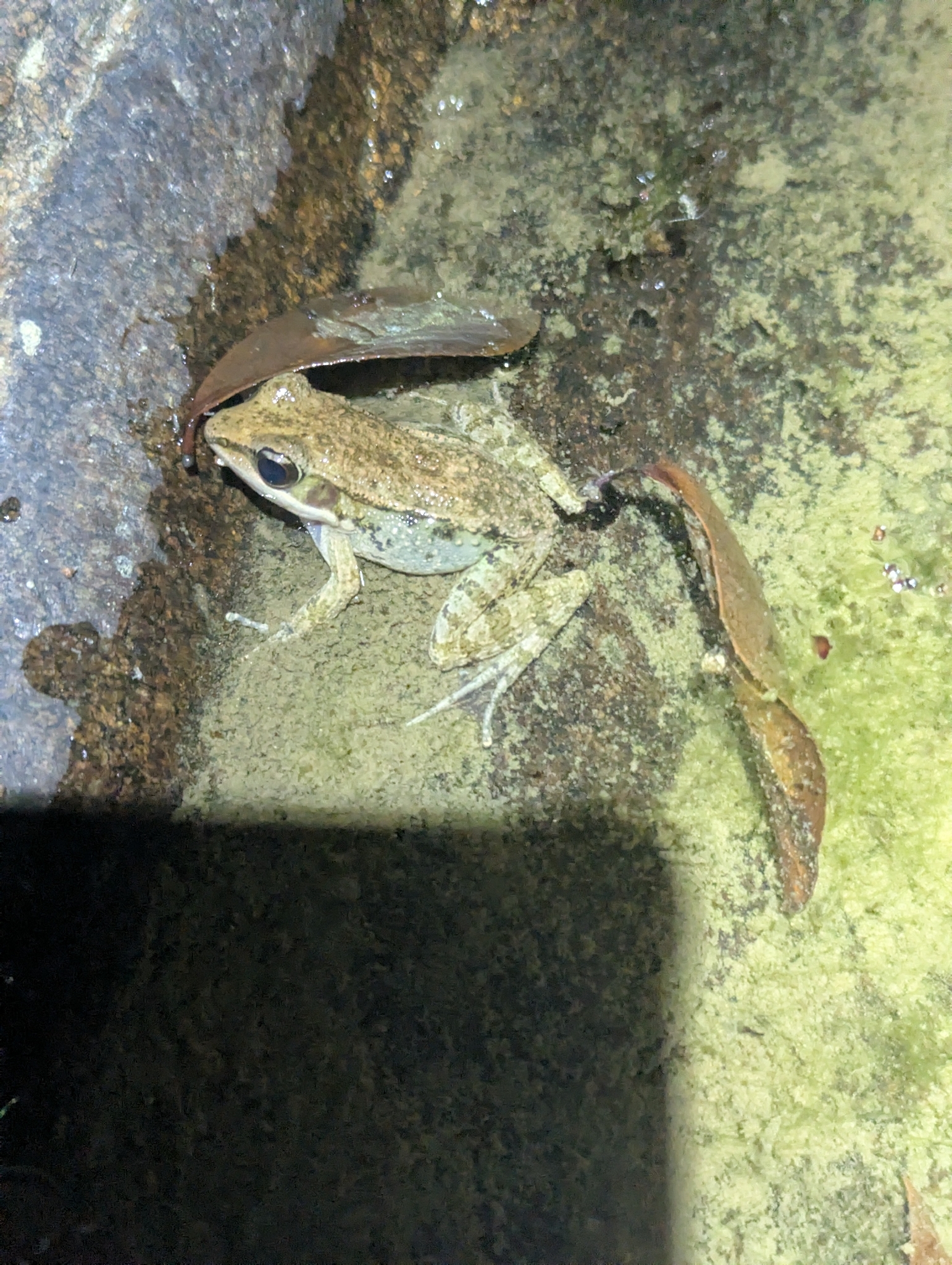 Sylvirana spinulosa (Smith, 1923)