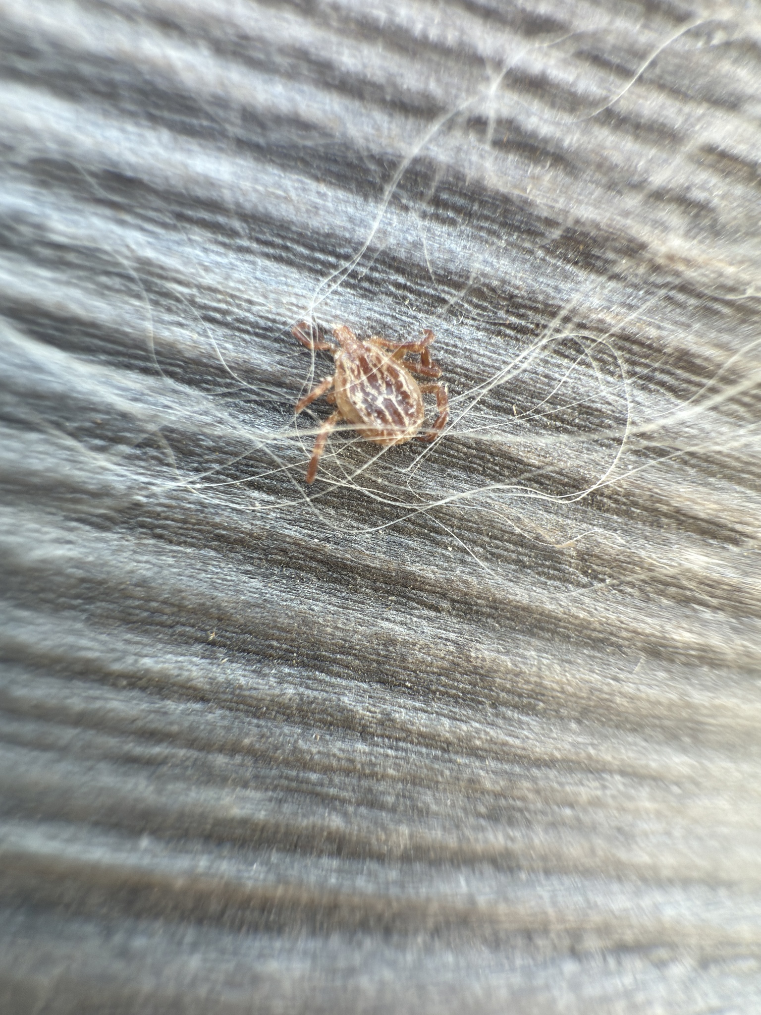 Amblyomma maculatum Koch, 1844