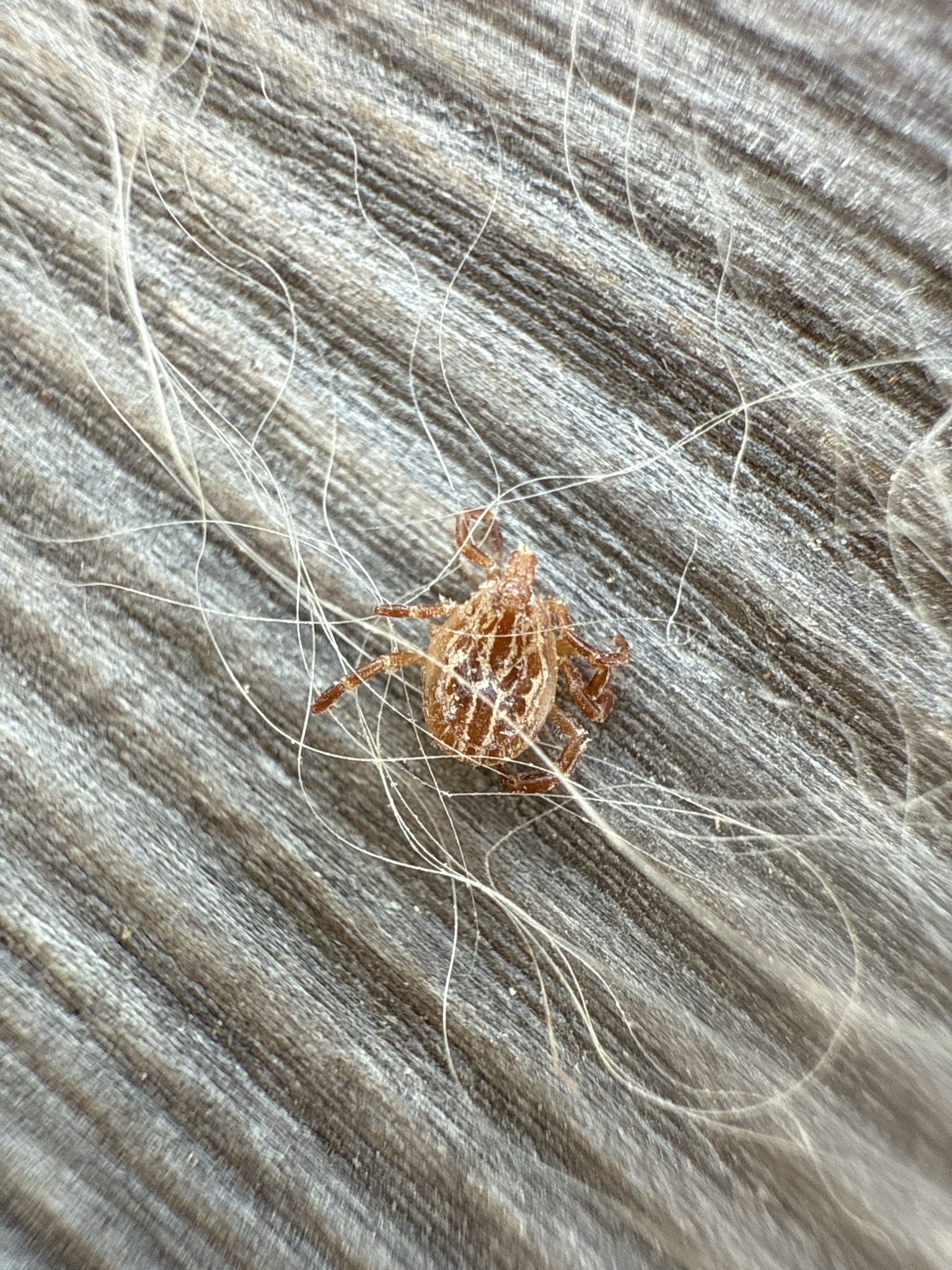 Amblyomma maculatum Koch, 1844