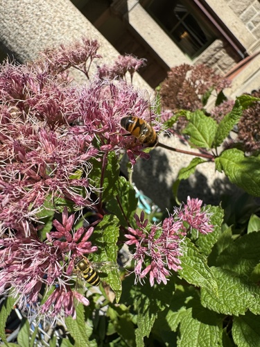 Unknown species found near College of the Atlantic, Bar Harbor, ME, US