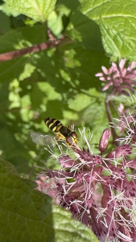 Unknown species found near College of the Atlantic, Bar Harbor, ME, US