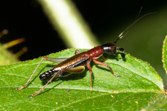 Cranistus colliurides