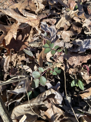 Foto de rosa-multiflora