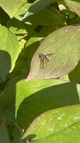 Unknown species found near College of the Atlantic, Bar Harbor, ME, US