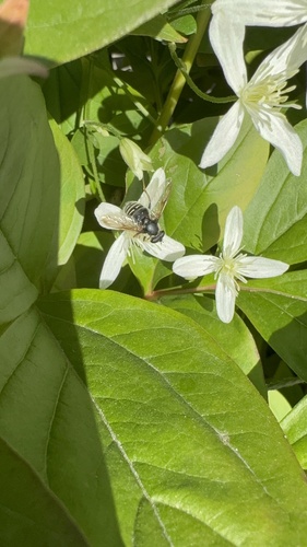 Unknown species found near College of the Atlantic, Bar Harbor, ME, US