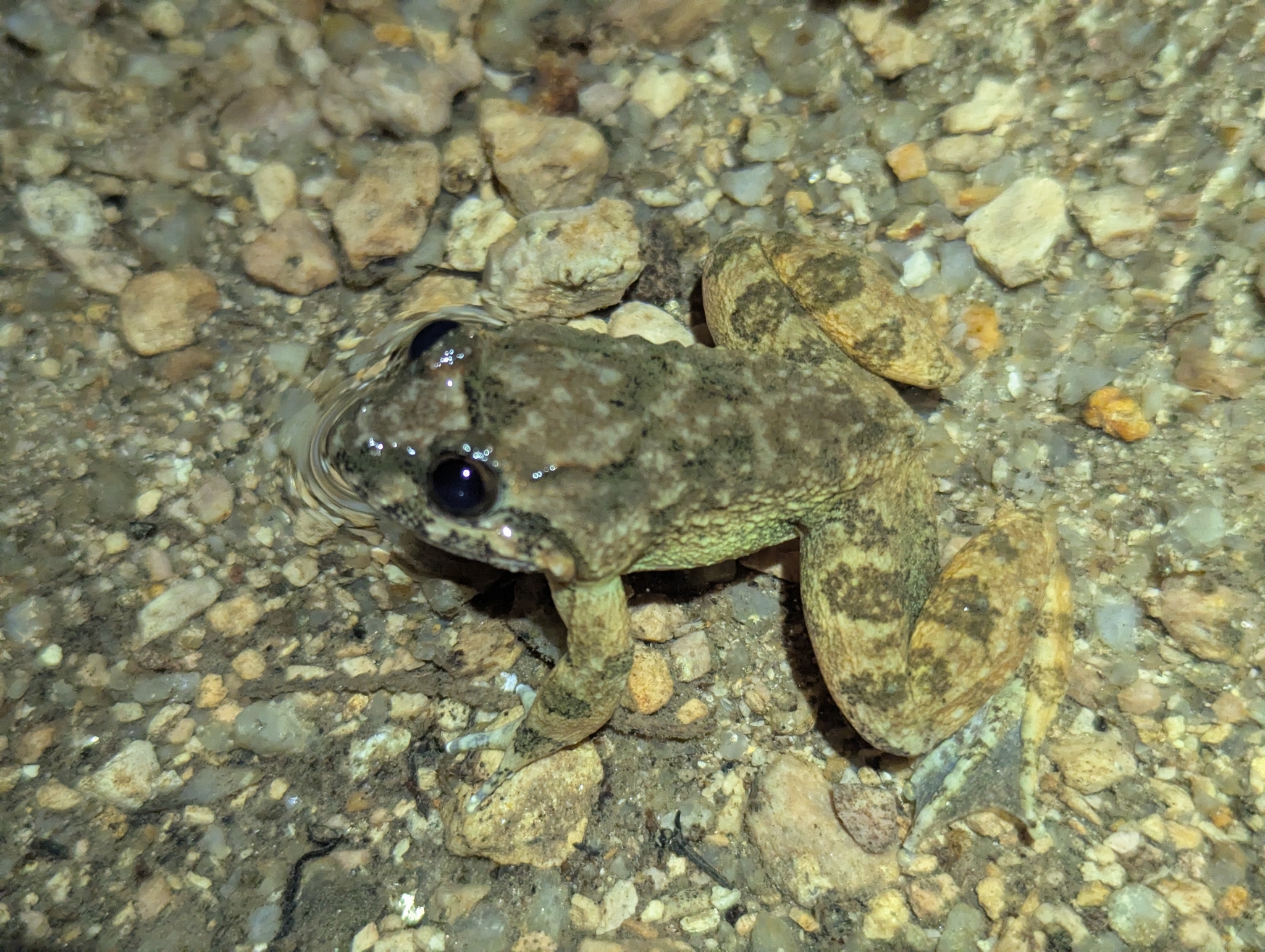 Limnonectes fragilis (Liu & Hu, 1973)