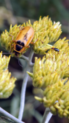 Chauliognathus flavipes