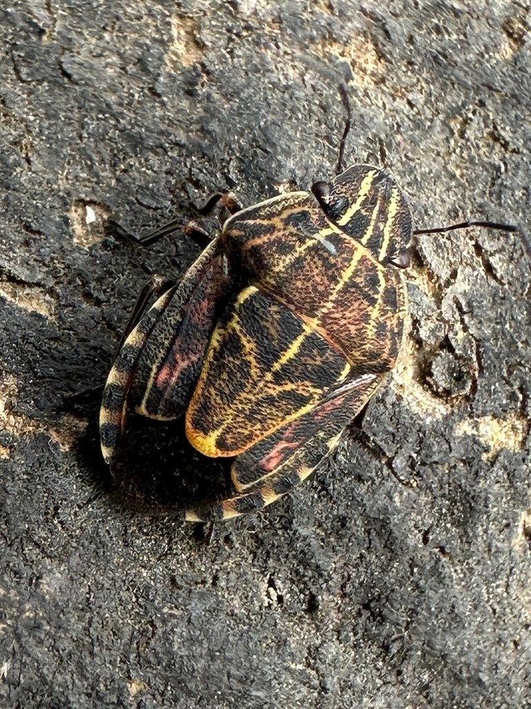 Menedemus hieroglyphicus