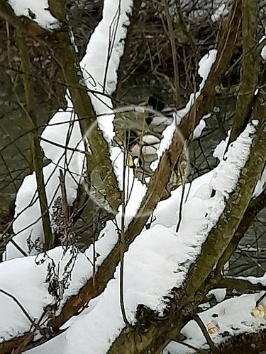 Great Tit (Parus major), photo 3