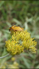 Chauliognathus flavipes